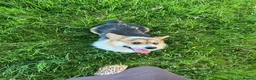 Welsh Corgi Pembroke dogs for stud: 🐾 Pembroke Welsh Corgi Stud – Jeljarmin Arwyn - Advert 5