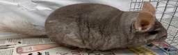 Chinchilla rodents for sale: Toby, fabulously tame Beige boy - Advert 8