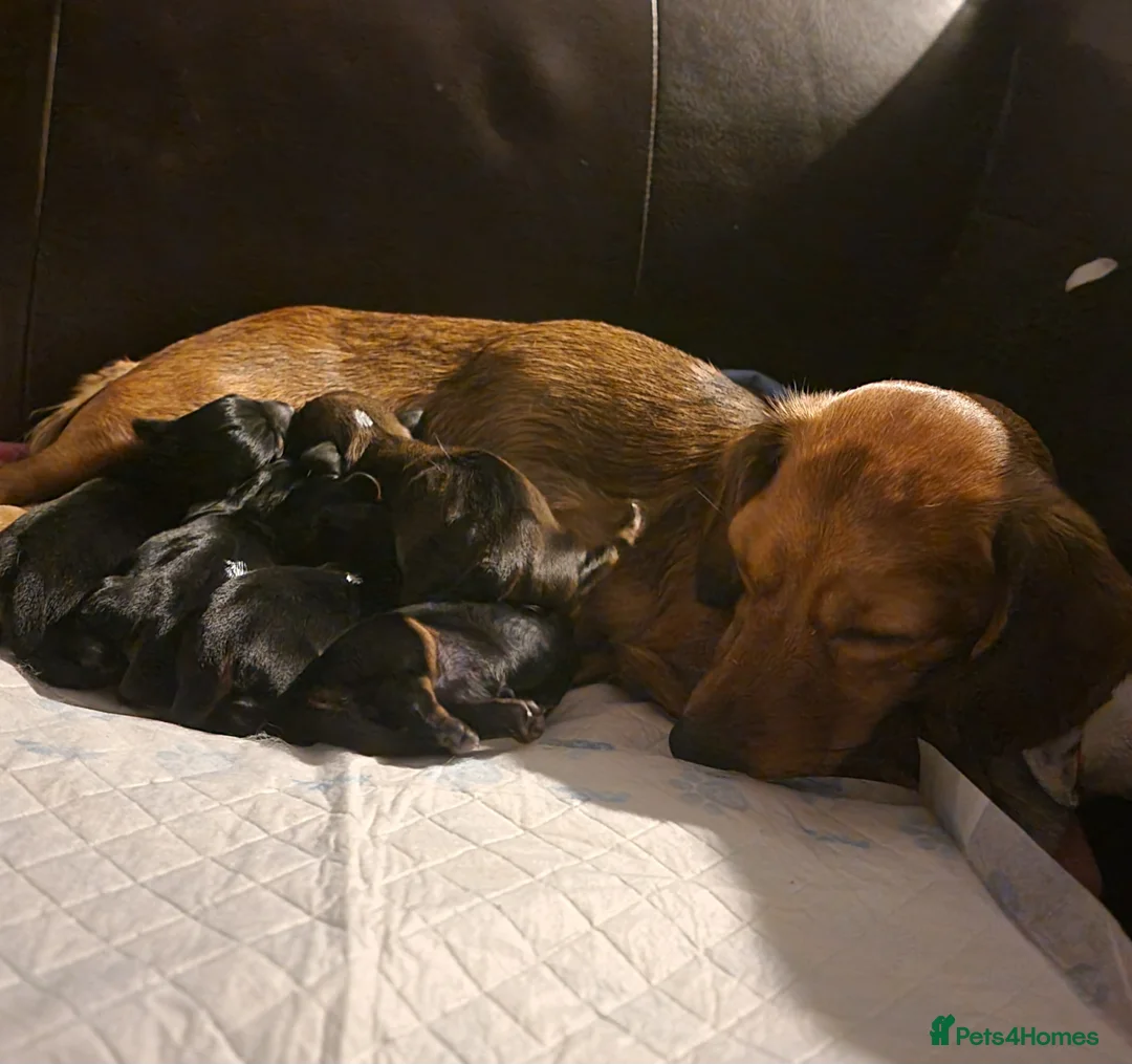 Miniature Dachshund dogs for sale: Dachshund puppies - Advert 1
