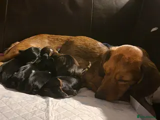 Miniature Dachshund dogs Dachshund puppies - Advert 17