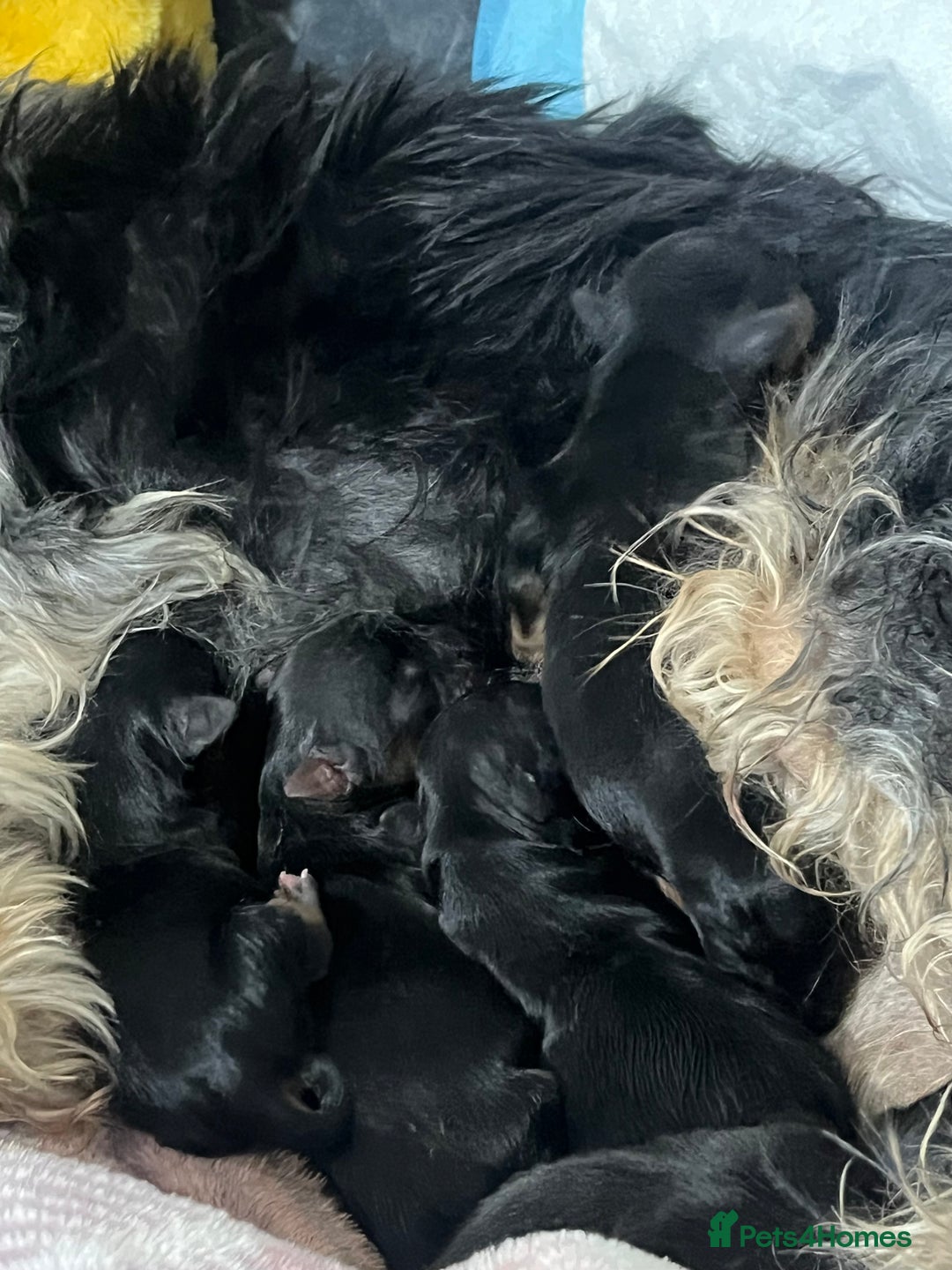 Yorkshire Terrier dogs for sale: Miniature Yorkshire Terrier Puppies  - Image 21