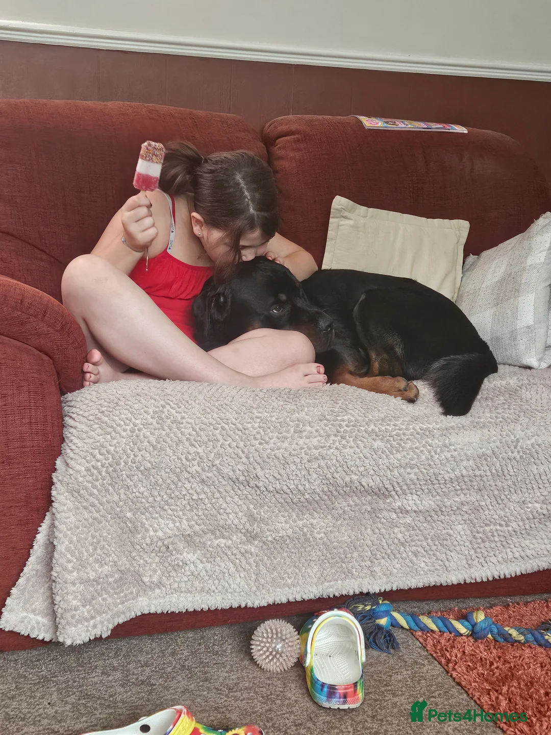 Rottweiler dogs for stud: Loki the rottweiler for stud duties proven in Halifax - Advert 2