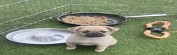 Mixed Breed dogs for sale: French bulldog x german spitz in Wigan - Advert 4