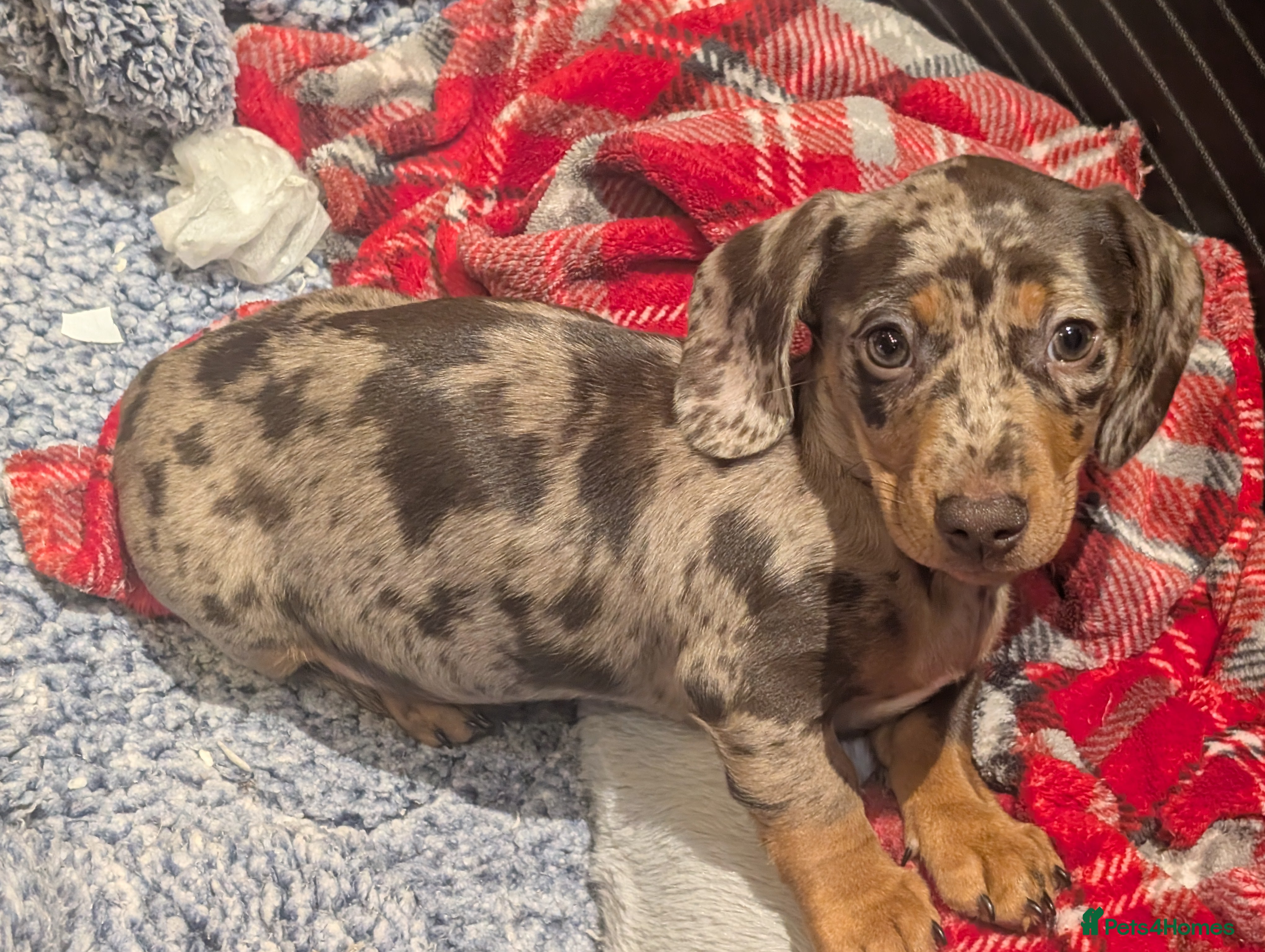 Miniature Dachshund dogs Beautiful Miniature Dashound Puppies For Sale - Advert 1