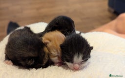 Mixed Breed cats for sale: Beautiful litter of kittens - Image 2
