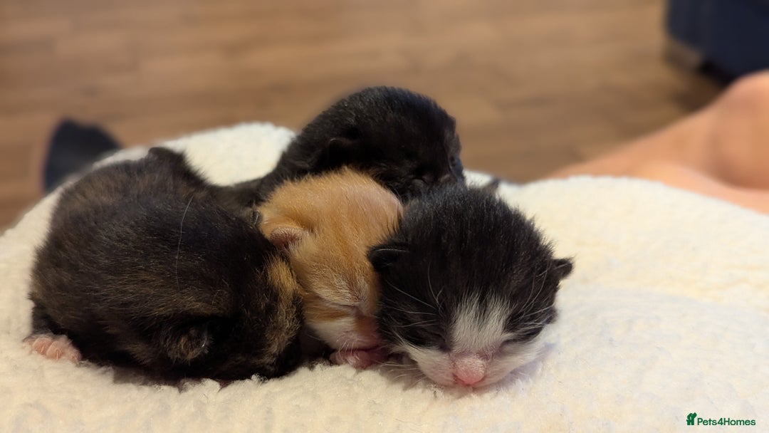 Mixed Breed cats for sale: Beautiful litter of kittens - Image 2
