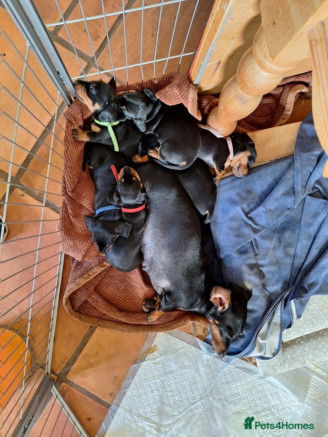 Dachshund dogs for sale: Miniature dachshund puppies - Image 6