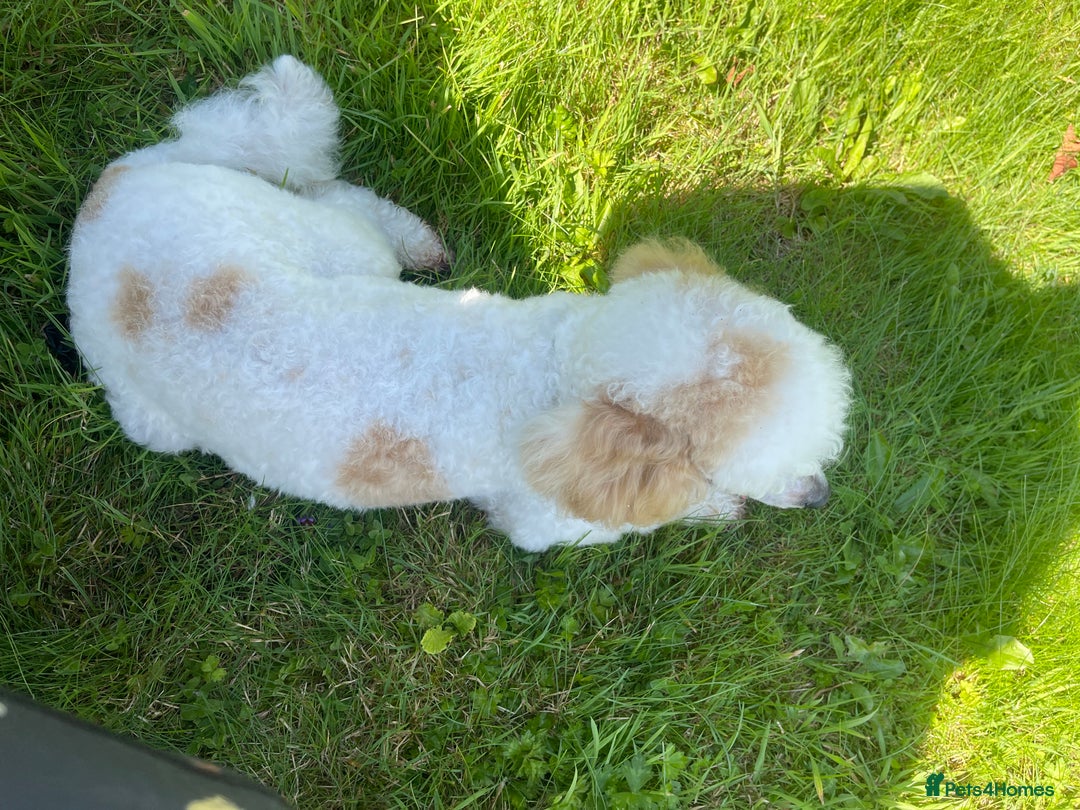 Miniature Poodle dogs for stud: Red/aipricot parti poodle. DNA clear  in Porth - Advert 5