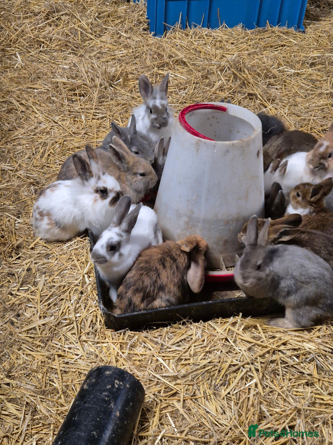 Mini Lop rabbits for sale: Bunnies looking for new homes - Advert 2