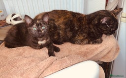 British Shorthair cats for sale: Adorable Multi colour Torty FOR SALE - Image 1