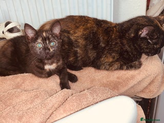 British Shorthair cats Sold Sold Sold - Advert 10