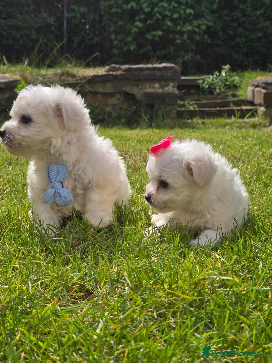Maltese dogs for sale: ✨️Tiny Maltese. Only 2 boys and 1 girl left✨️ - Image 11