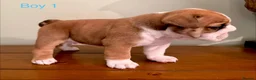 English Bulldog dogs for sale: Health Bred KC Reg Bulldogs | BOAS 0 Parents - Advert 6