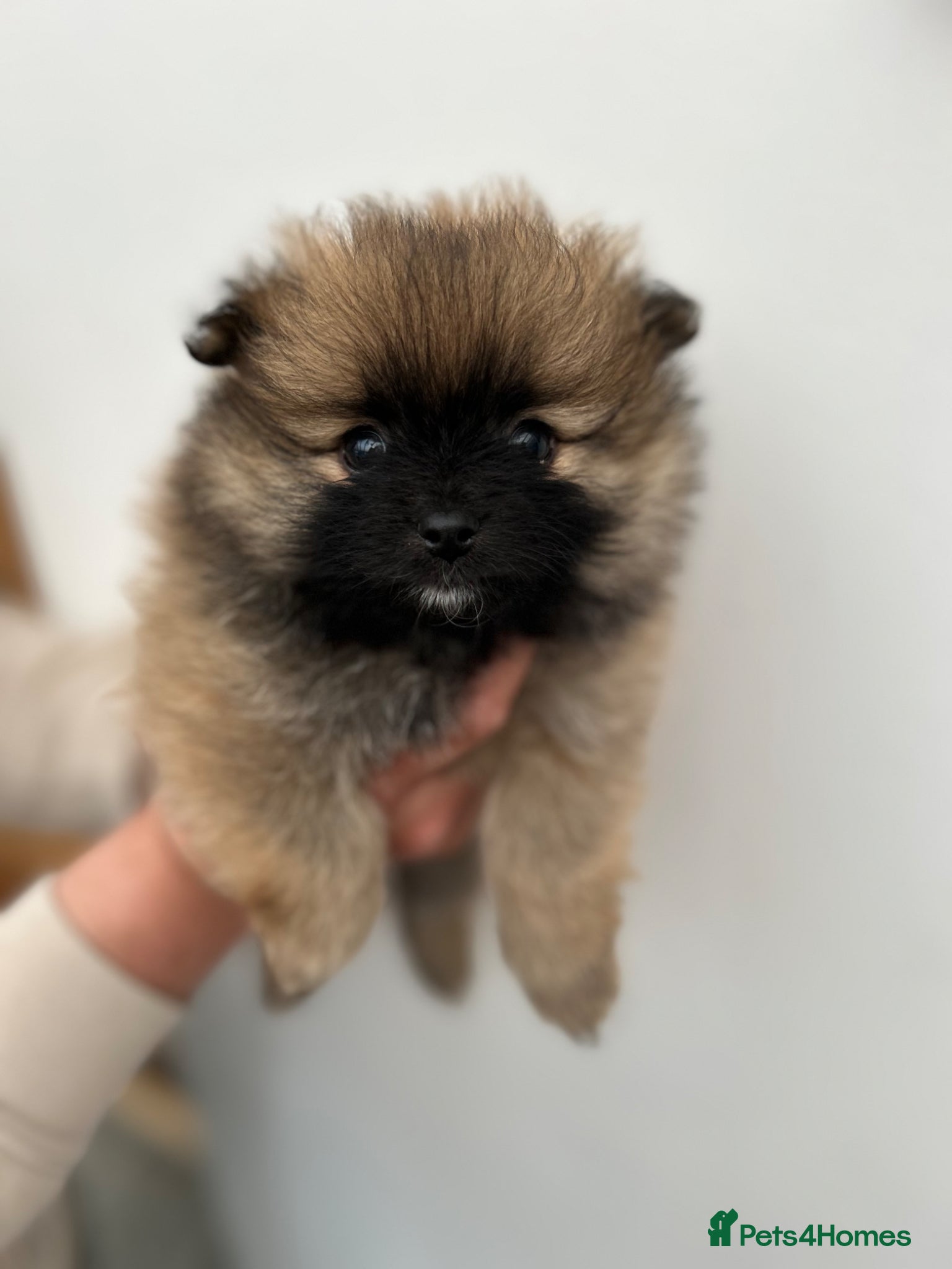 Pomeranian dogs  Teddy bear Pomeranian puppies  - Advert 1