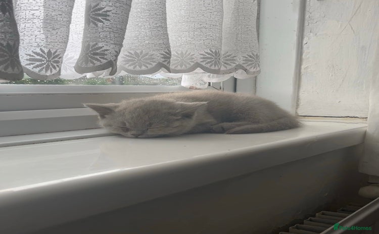 British Shorthair cats - Advert 4