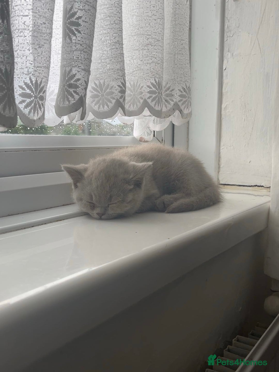 British Shorthair cats for sale: Lilac Girl British Shorthair - Image 1