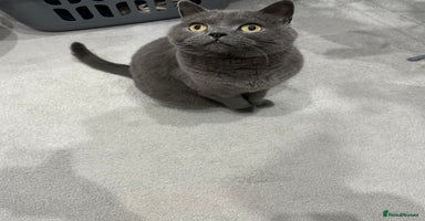 British Shorthair cats - Advert 3