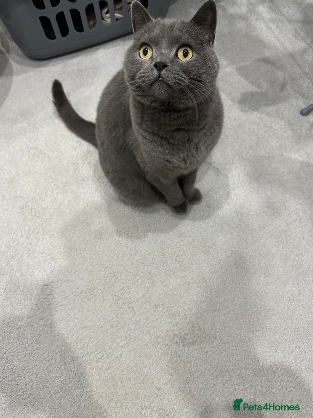 British Shorthair cats for sale: British Blue Boys!! - Image 3