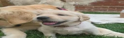Golden Retriever dogs for sale: 5* Golden Retriver puppies - Advert 11