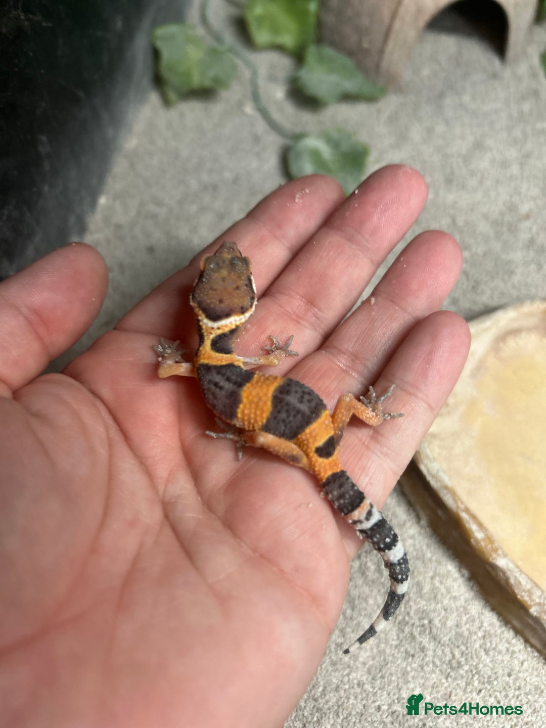 Leopard Gecko reptiles for sale: MIXED LEOPARD GECKOS  - Image 8