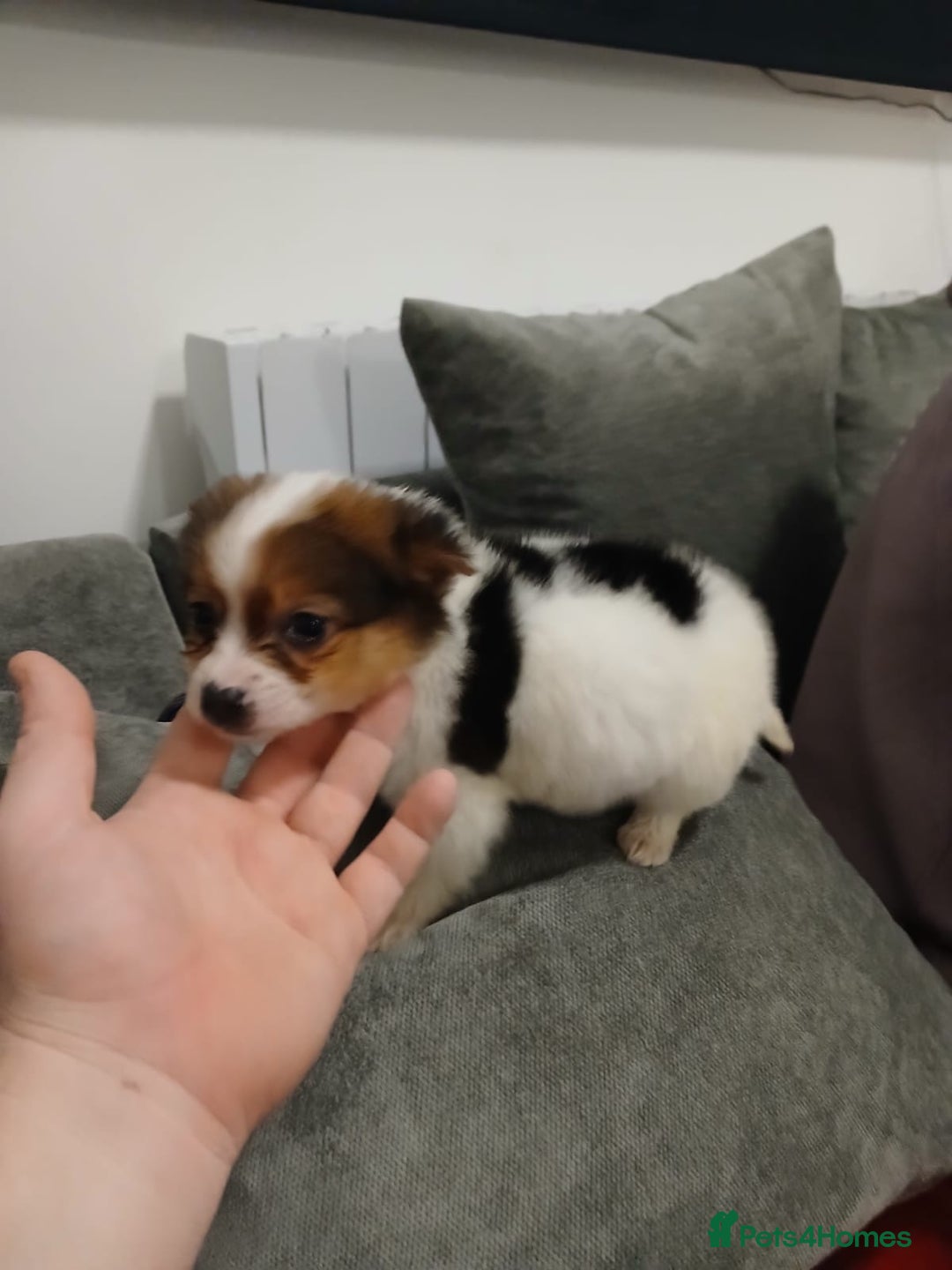 Jackapoo dogs for sale: 3 beautiful jackpoo 🐶 - Advert 5