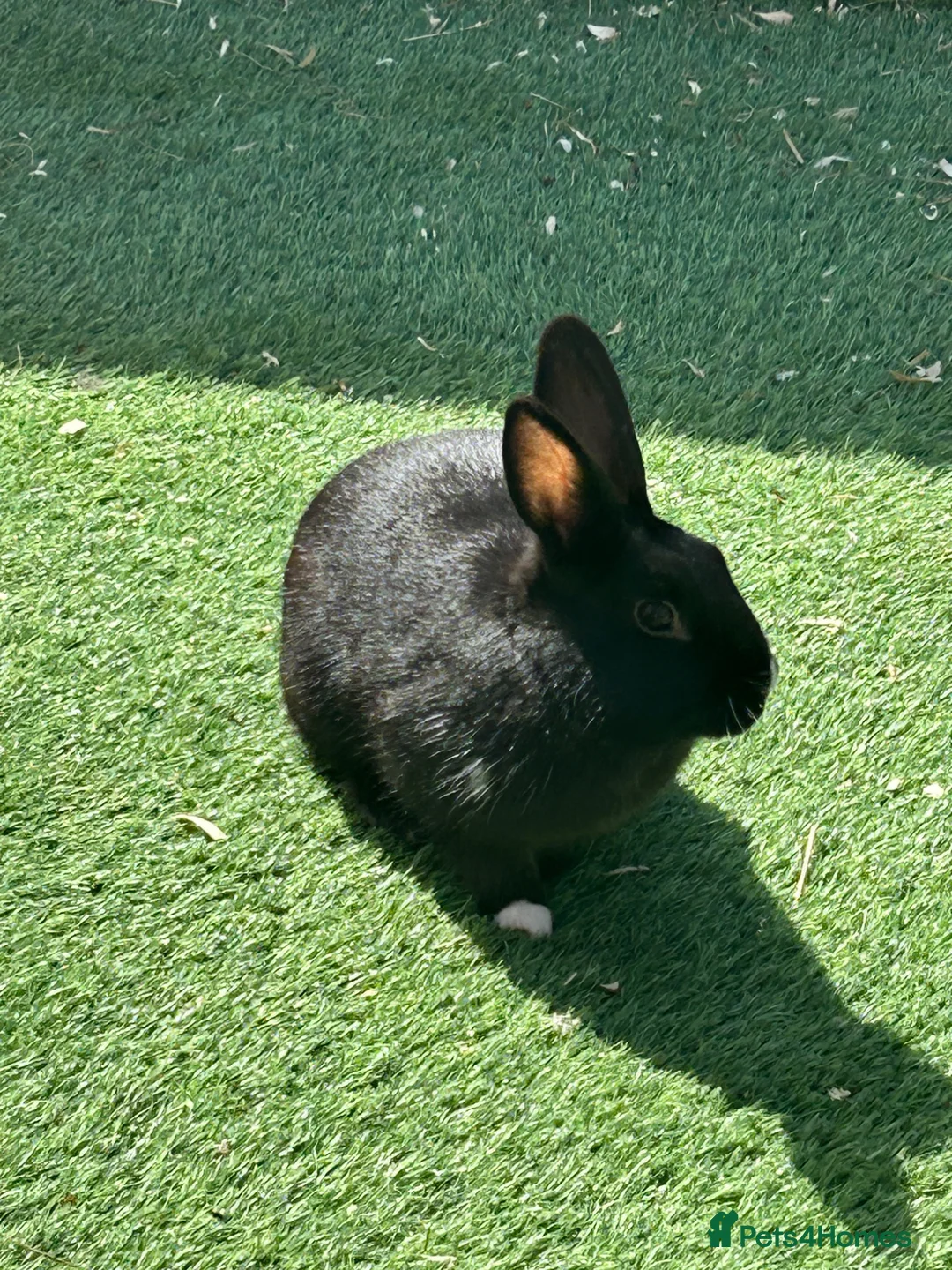 Mixed Breed rabbits for sale: Female rabbit - Advert 2