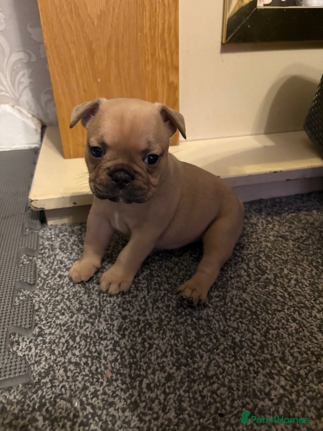 French Bulldog dogs for sale: 3 beautiful girls  - Image 15