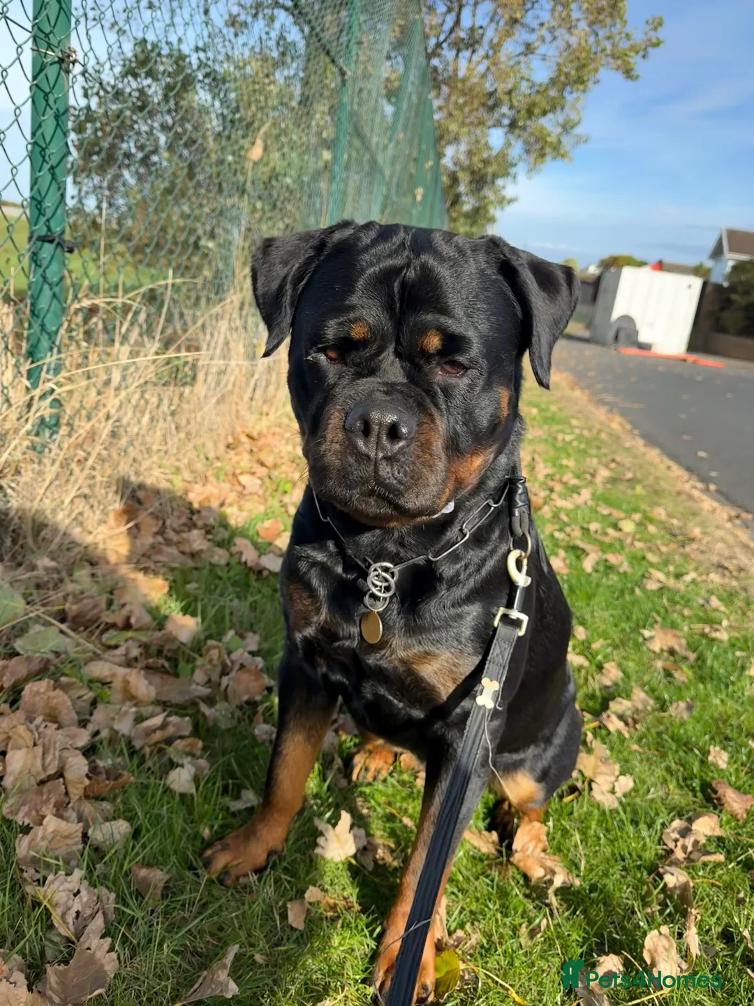 Rottweiler dogs for sale: Expecting Rottweiler pups - ready end of May  - Advert 19