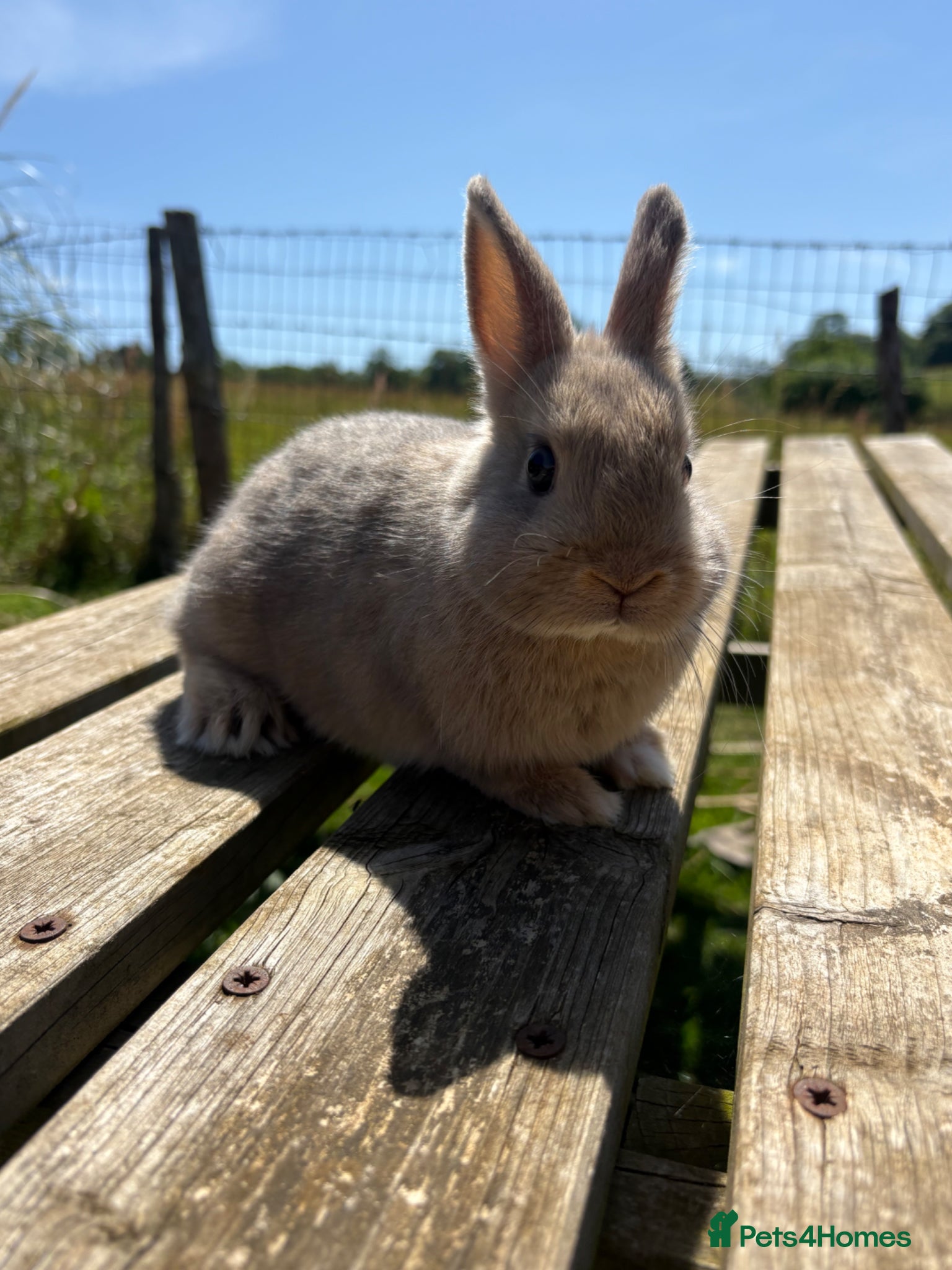 Netherland Dwarf rabbits Beautiful friendly Netherland Dwarfs - Advert 20