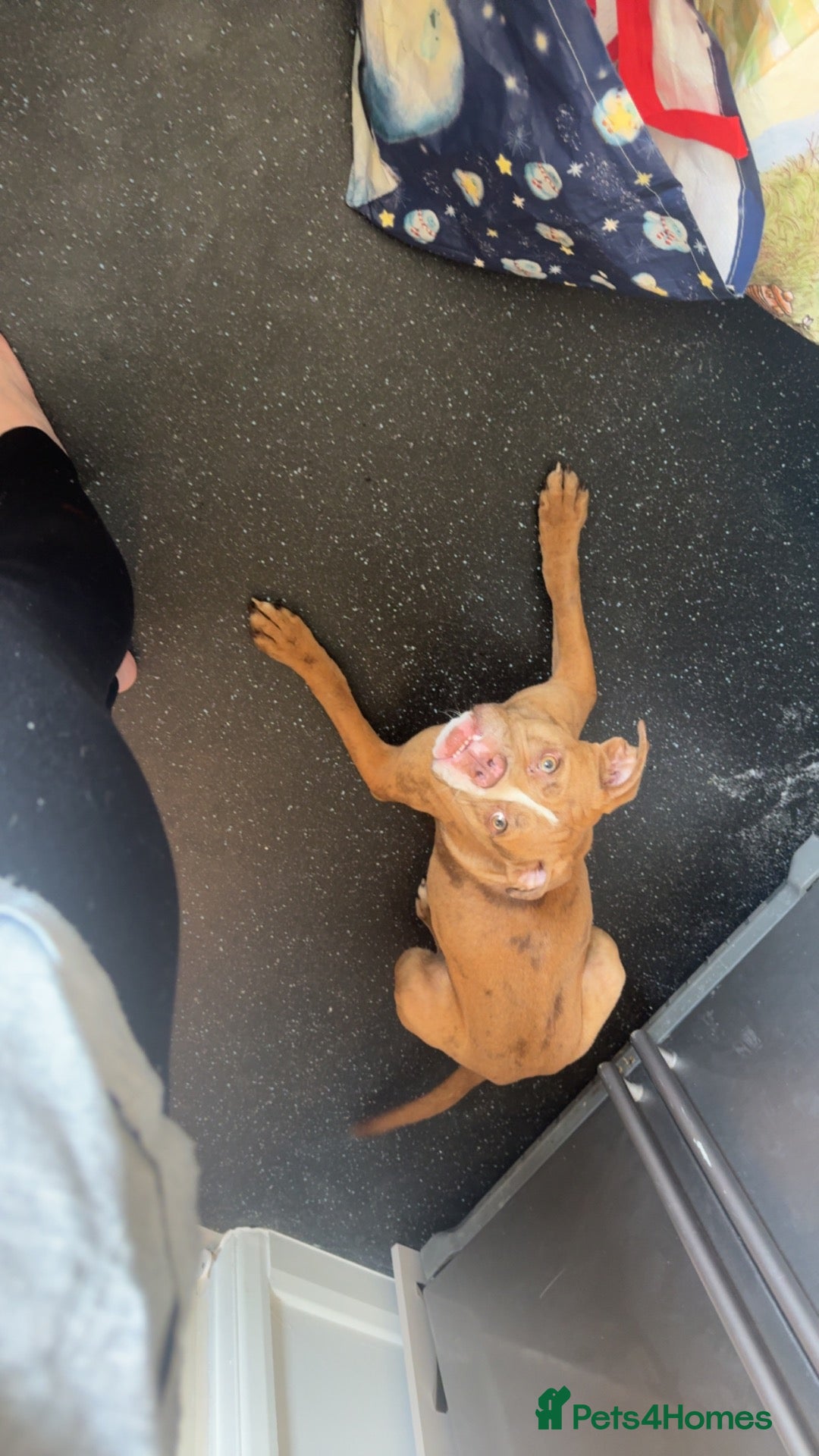 Mixed Breed dogs Effie - Advert 2