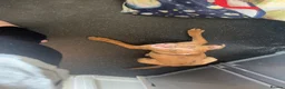 Mixed Breed dogs for sale: Effie - Advert 1