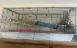 Rat rodents for sale: Female Pair of Rats - Image 6