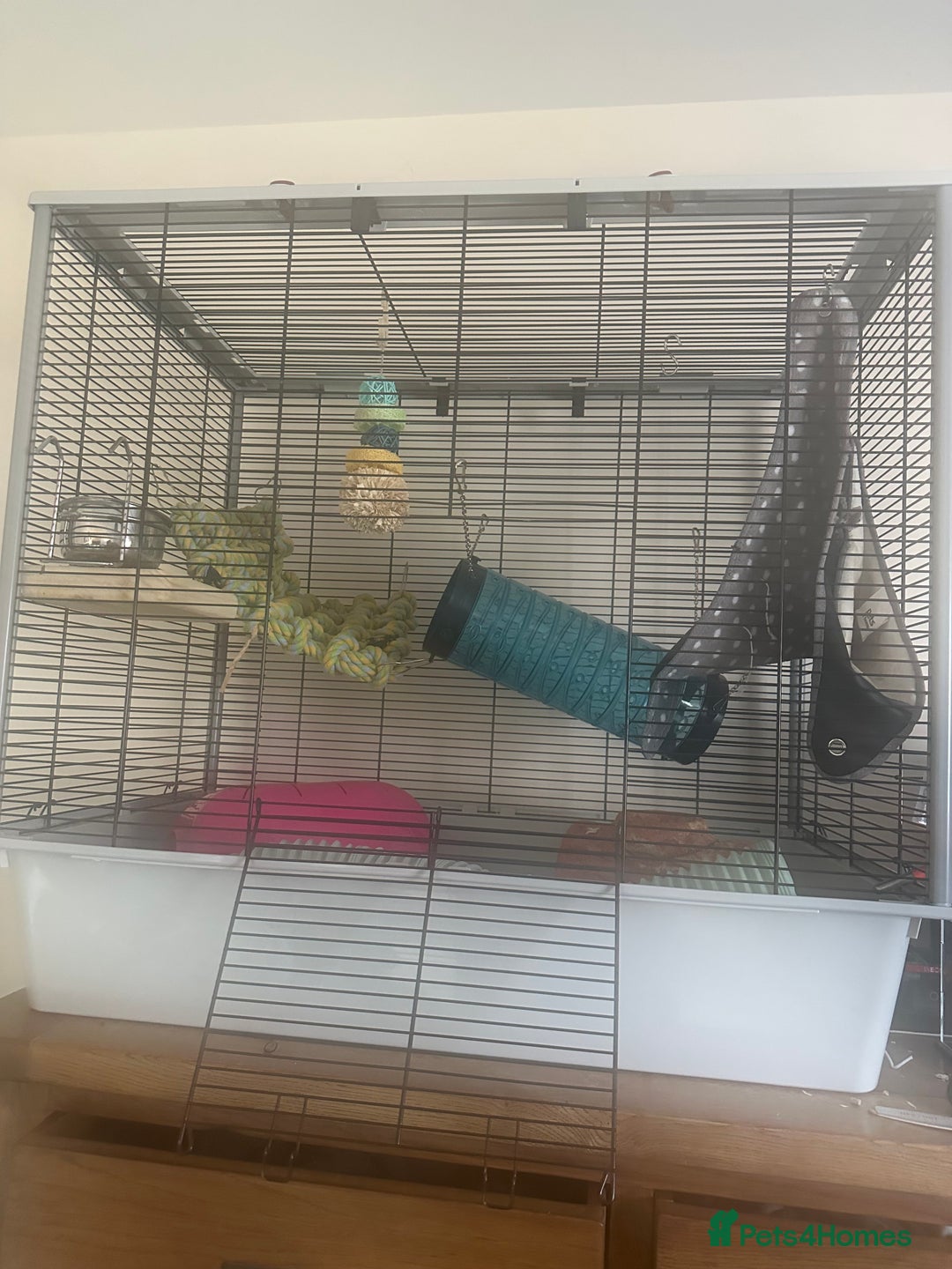 Rat rodents for sale: Female Pair of Rats - Image 6