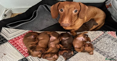 Dachshund dogs - Advert 4