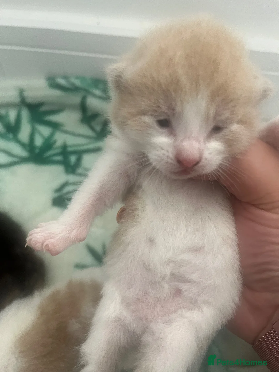 Mixed Breed cats for sale: Male kittens for sale  in Luton - Advert 2