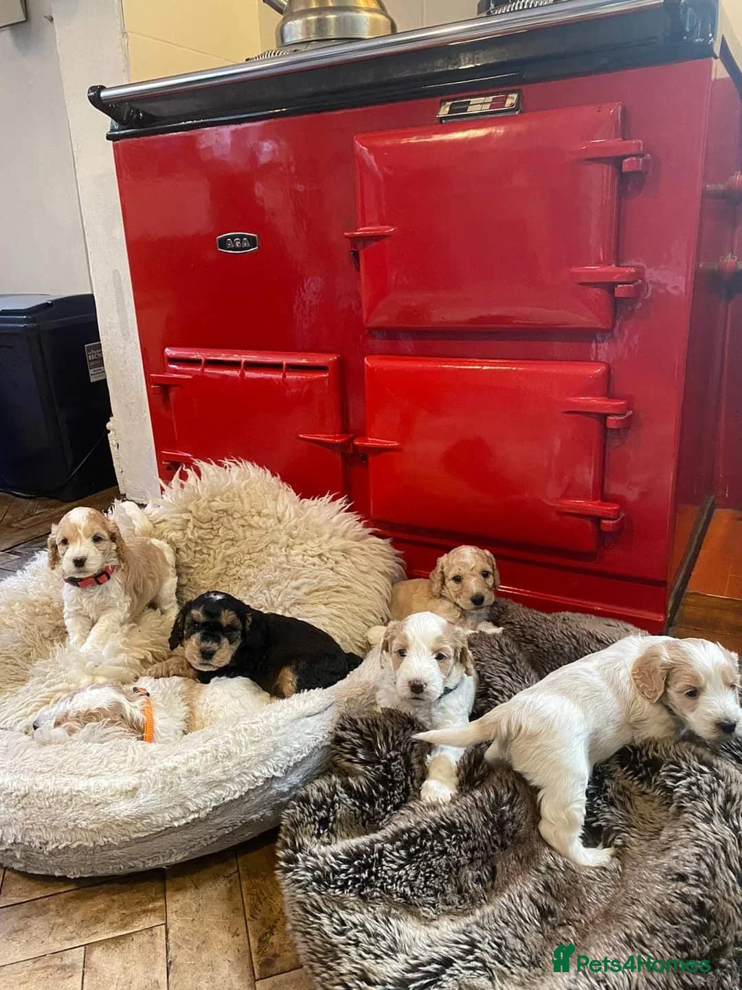 Cockapoo dogs for stud: Stunning Sable F1 Cockapoo DNA health tested clear in Cannock - Advert 19