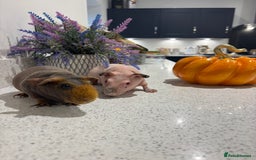 Guinea Pig rodents for sale: X2 one year old super cute skinny pigs  - Image 8