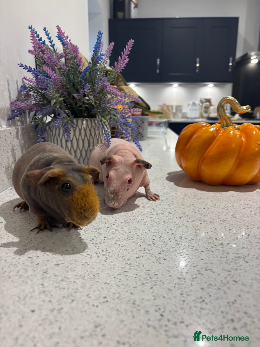 Guinea Pig rodents for sale: X2 one year old super cute skinny pigs  - Image 8