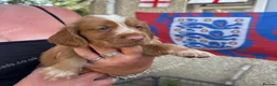 Sprocker dogs for sale: Gorgeous Sprocker puppies - Advert 10