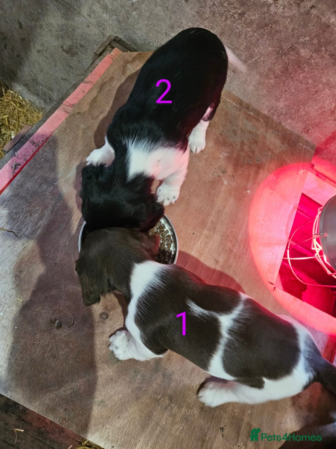 English Springer Spaniel dogs for sale: KC Registered Springer Spaniel Puppies  - Advert 24