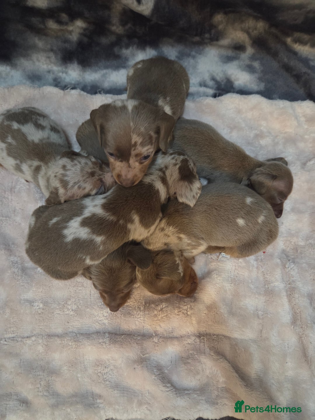 Miniature Dachshund dogs for sale: Miniature dachshund pups KC Reg - Advert 7