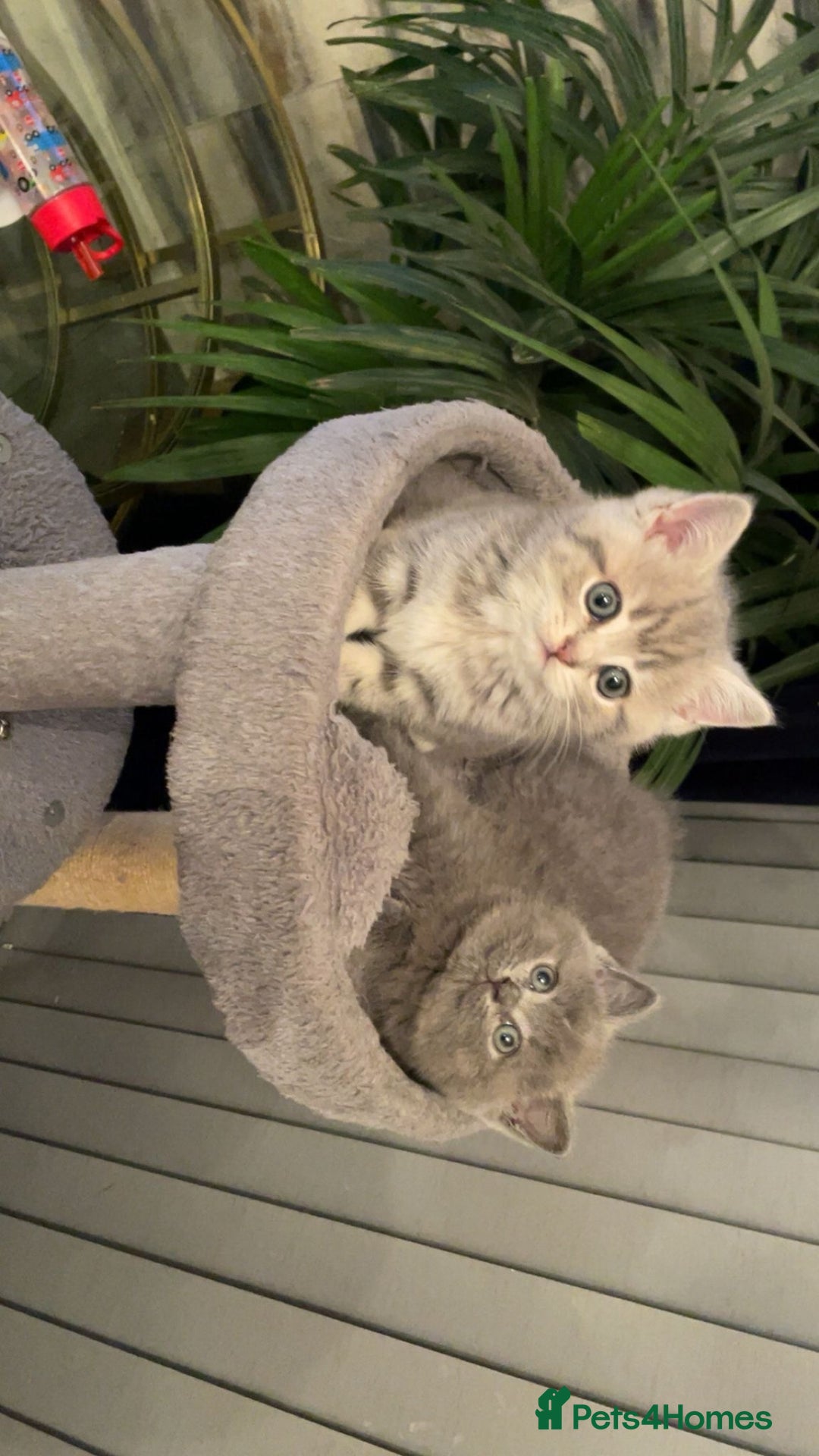 British Shorthair cats for sale: ❤️ British Shorthair Kittens   💙  - Image 4
