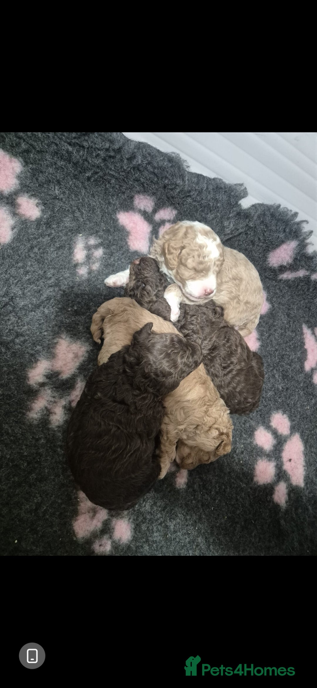 Toy Poodle dogs for stud: Proven, miniature poodle 🏆 - Advert 12