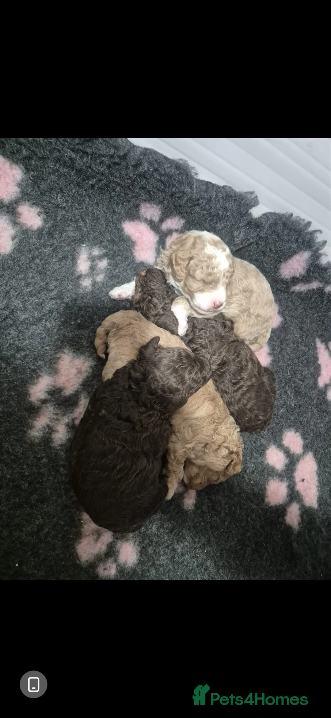 Toy Poodle dogs for stud: Proven, miniature poodle 🏆 - Advert 12