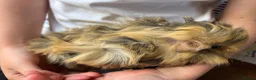 Guinea Pig rodents for sale: Baby guinea pigs for sale - Advert 6