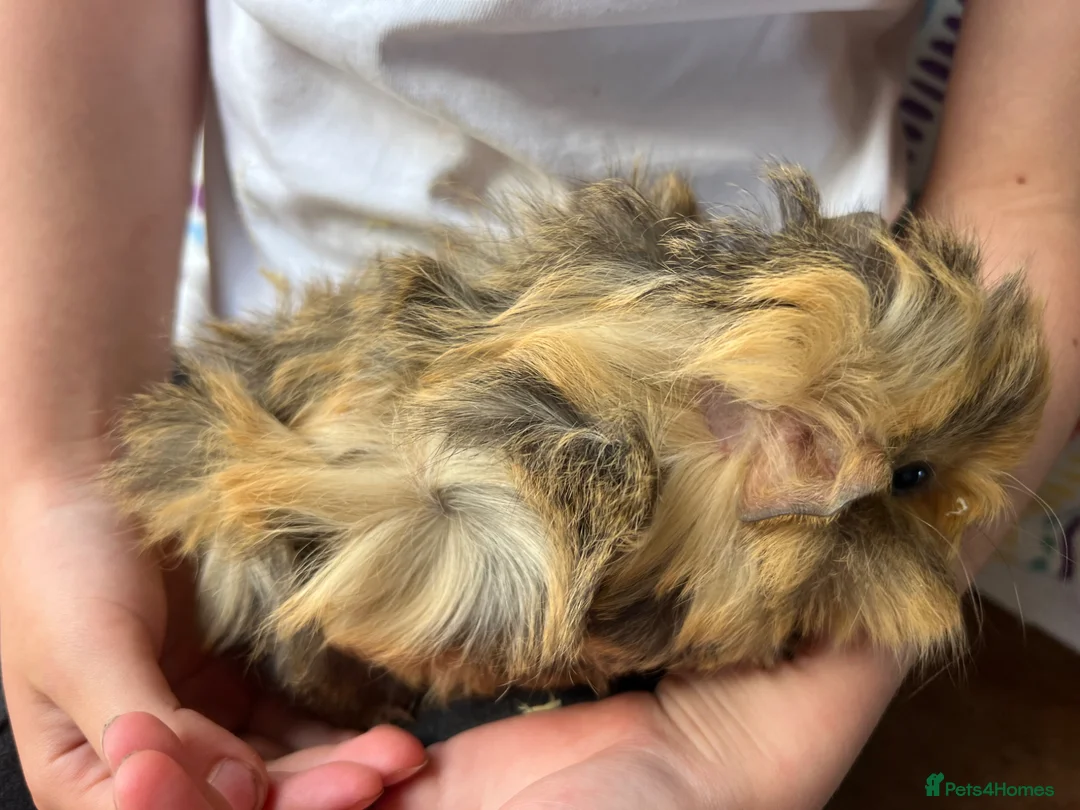 Guinea Pig rodents for sale: Baby guinea pigs for sale - Advert 6