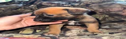 Belgian Shepherd Dog dogs for sale: Belgian malinos pups in Knottingley - Advert 6