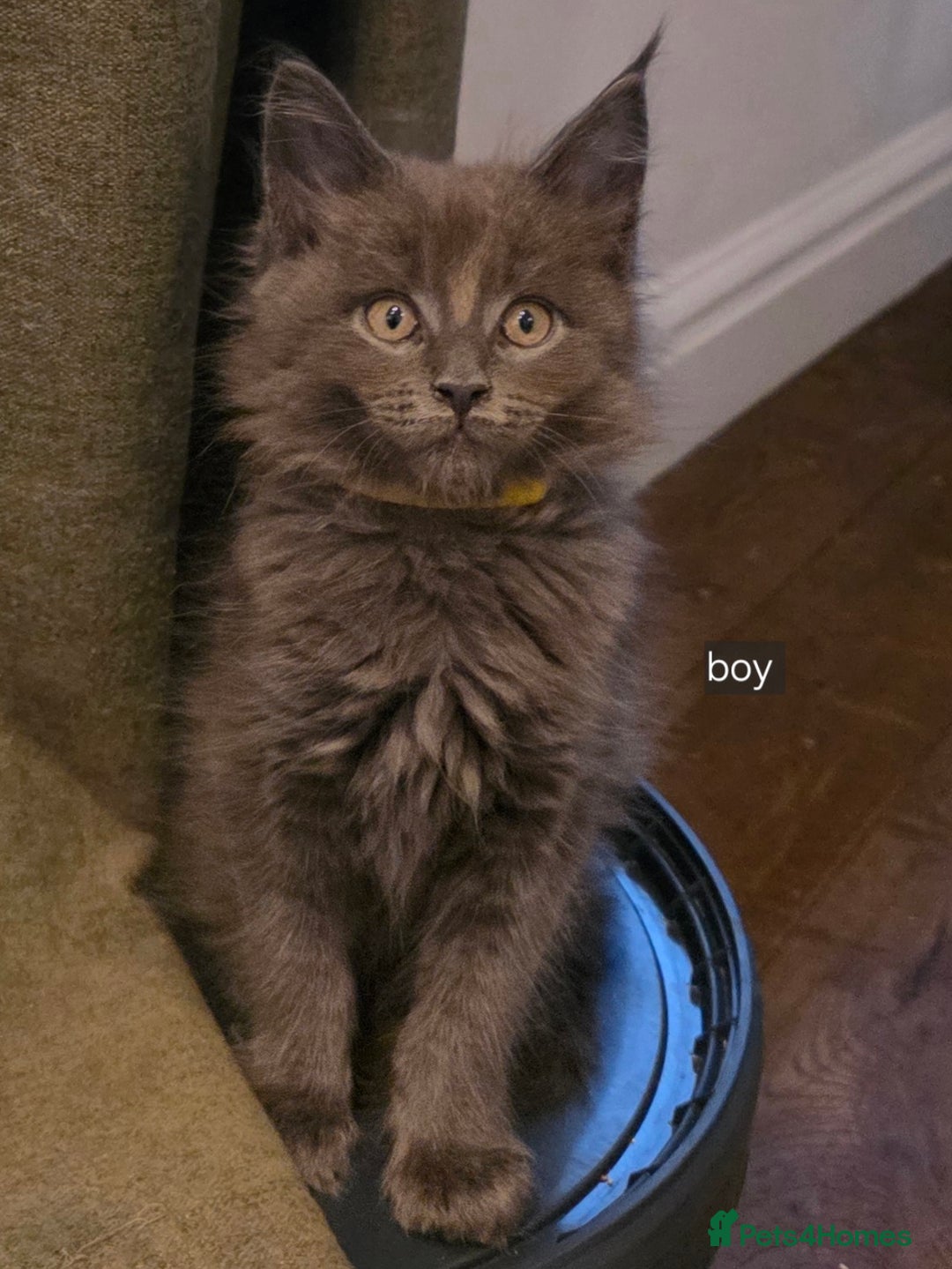 Maine Coon cats for sale: Maine coon pedigree kittens  - Advert 7