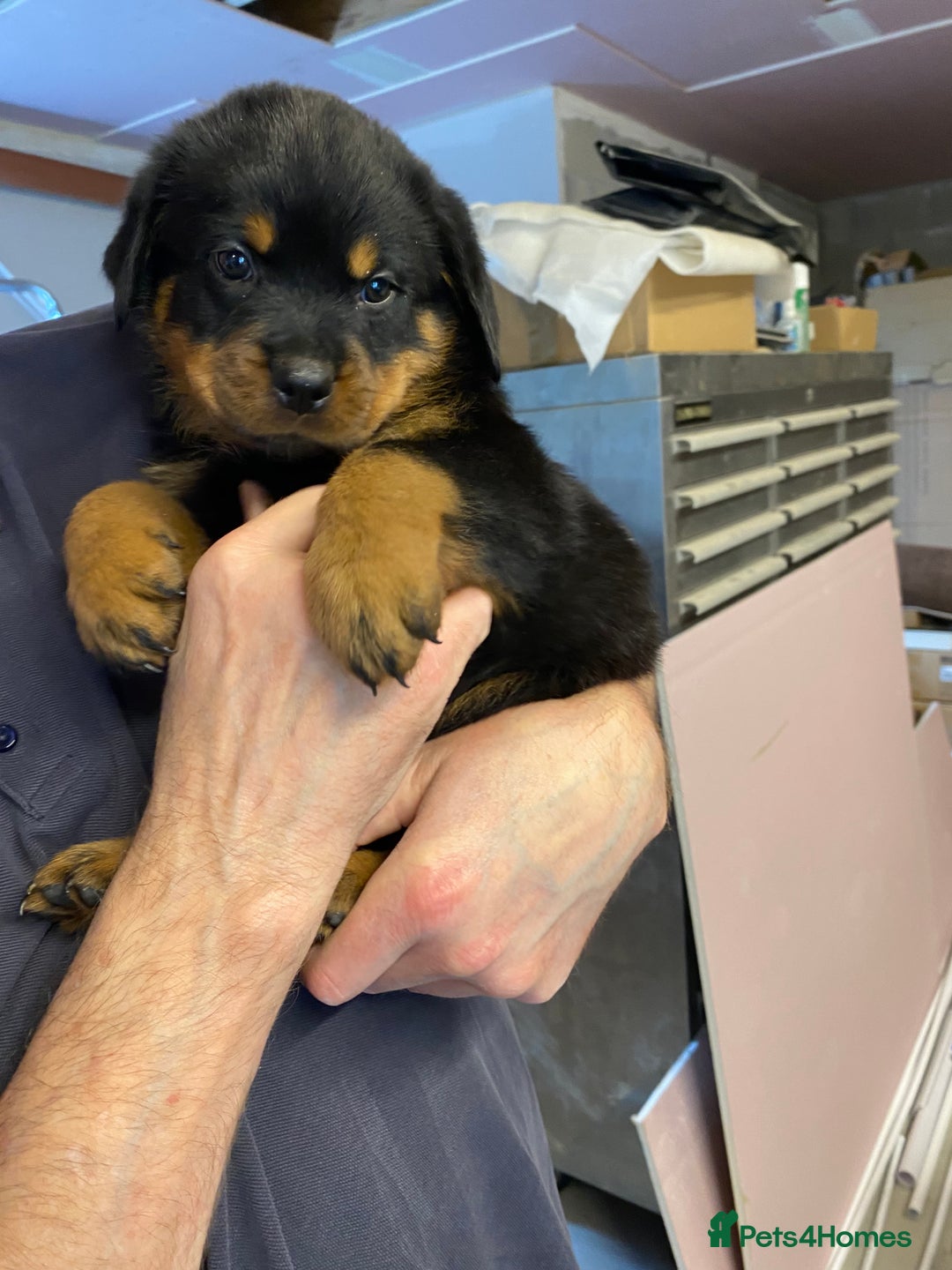 Rottweiler dogs for sale: Champion Bloodline Rottweilers - Image 21