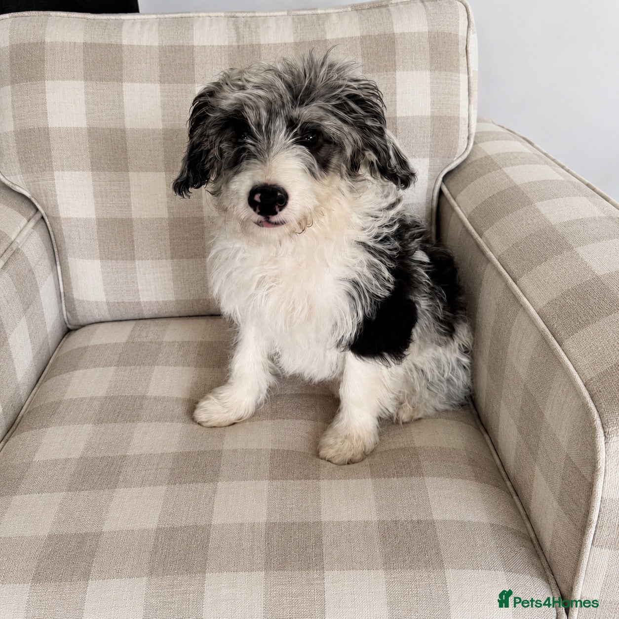 Mixed Breed dogs REHOMING doodle dog  - good home needed - Advert 3